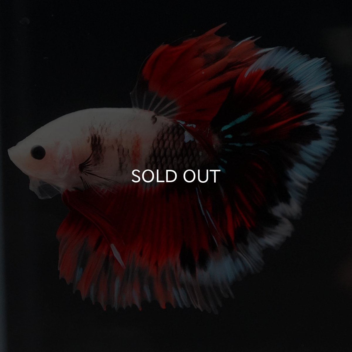 画像8: HM ファンシー ローズテール (8)