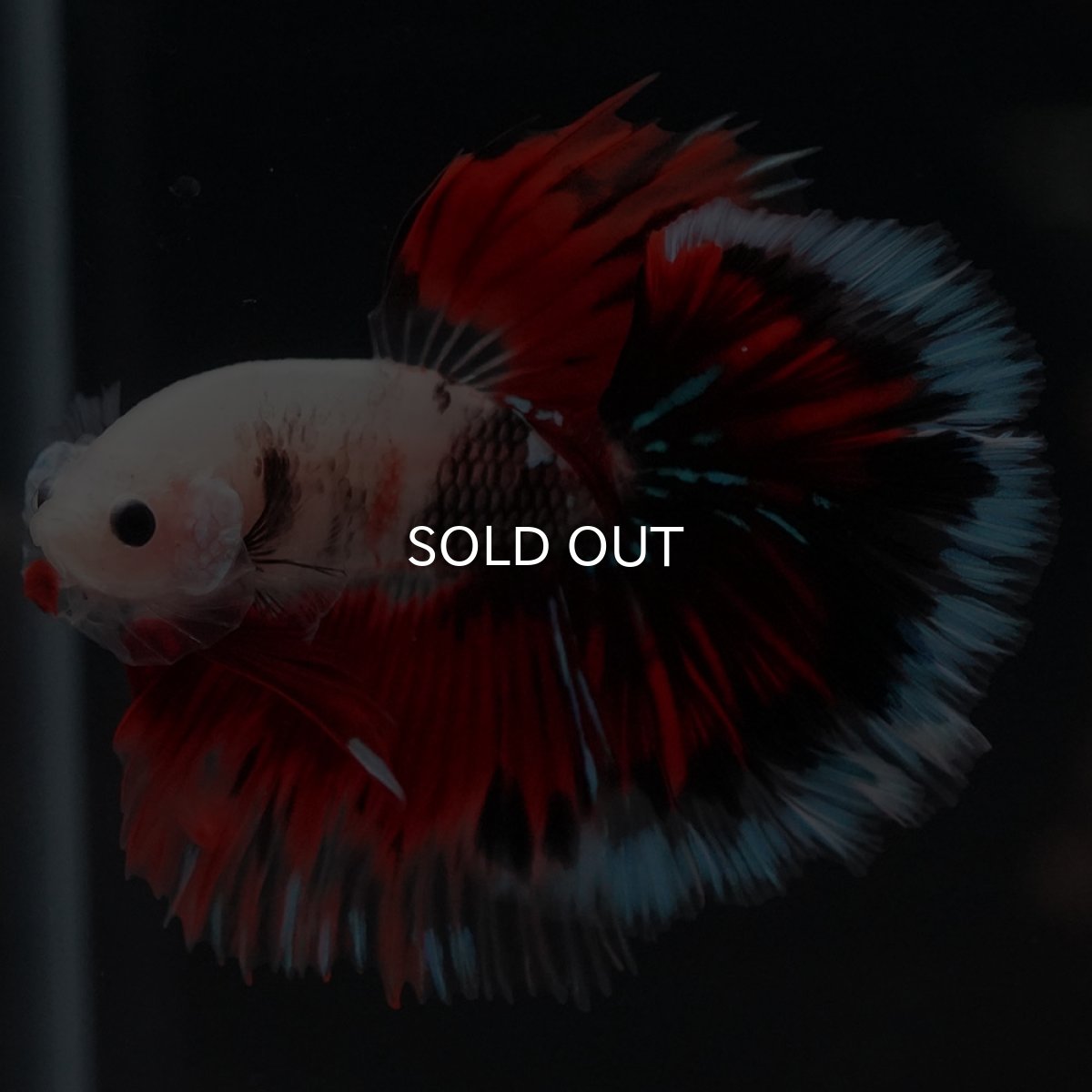 画像5: HM ファンシー ローズテール (5)