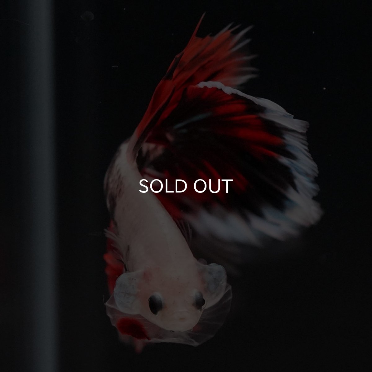 画像3: HM ファンシー ローズテール (3)