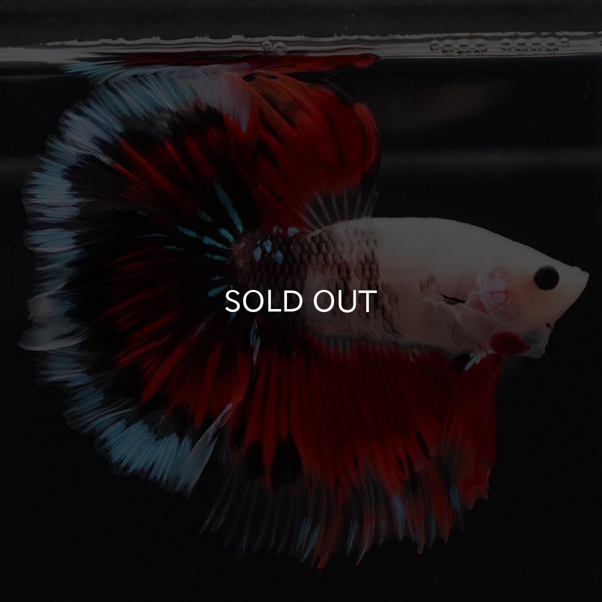 画像11: HM ファンシー ローズテール (11)