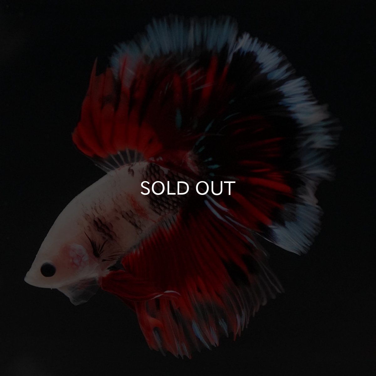 画像10: HM ファンシー ローズテール (10)