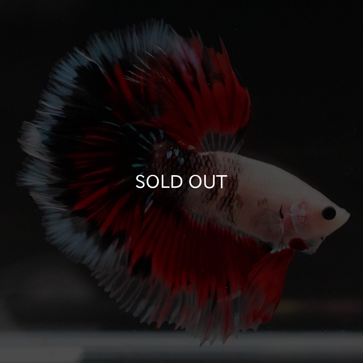 画像9: HM ファンシー ローズテール (9)