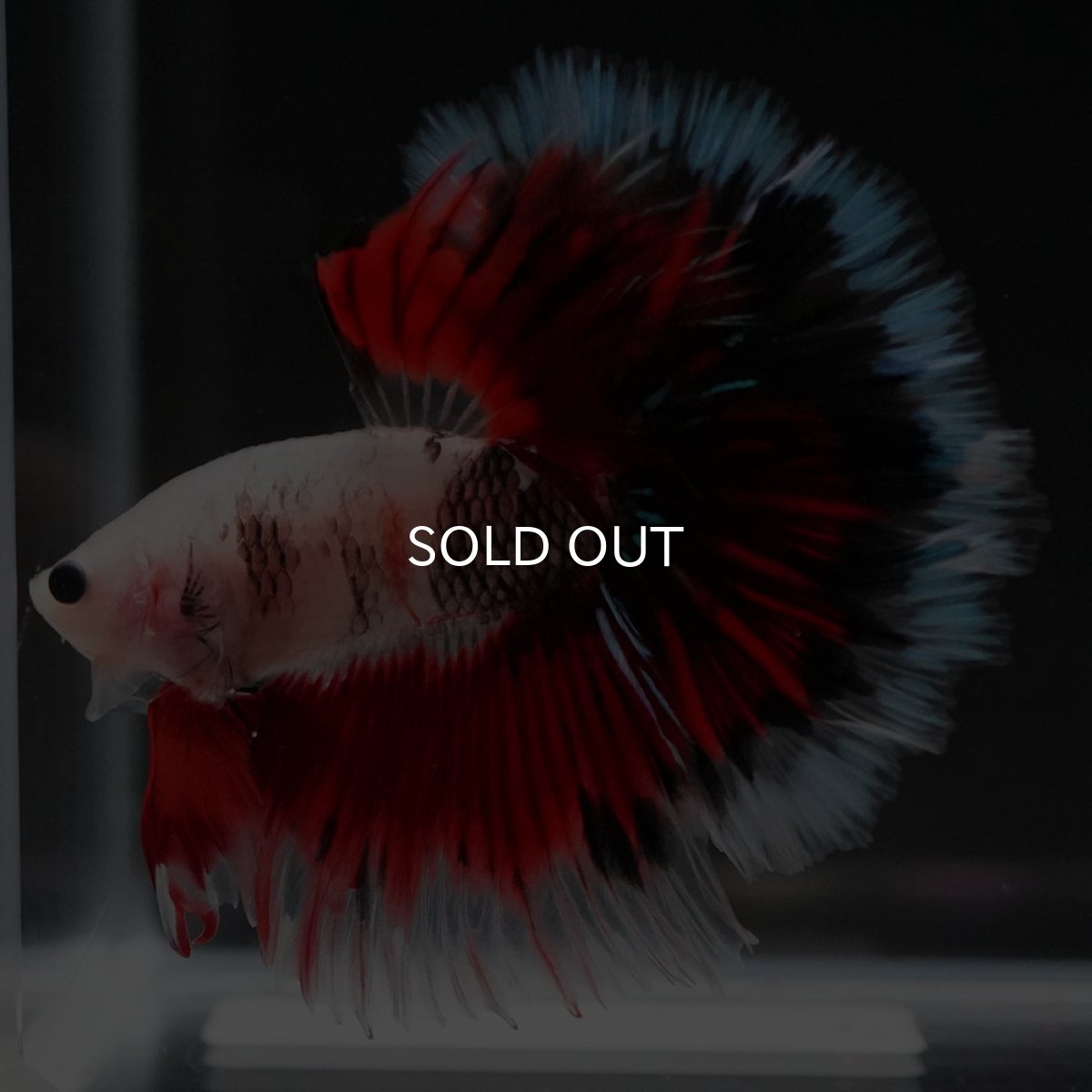 画像6: HM ファンシー ローズテール (6)