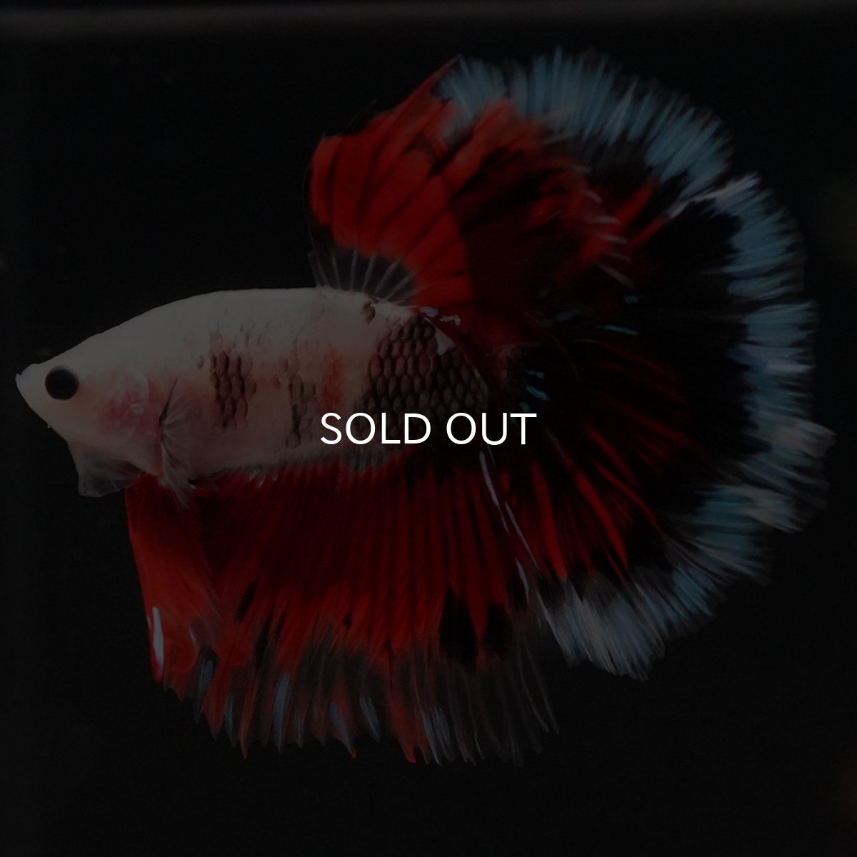 画像2: HM ファンシー ローズテール (2)