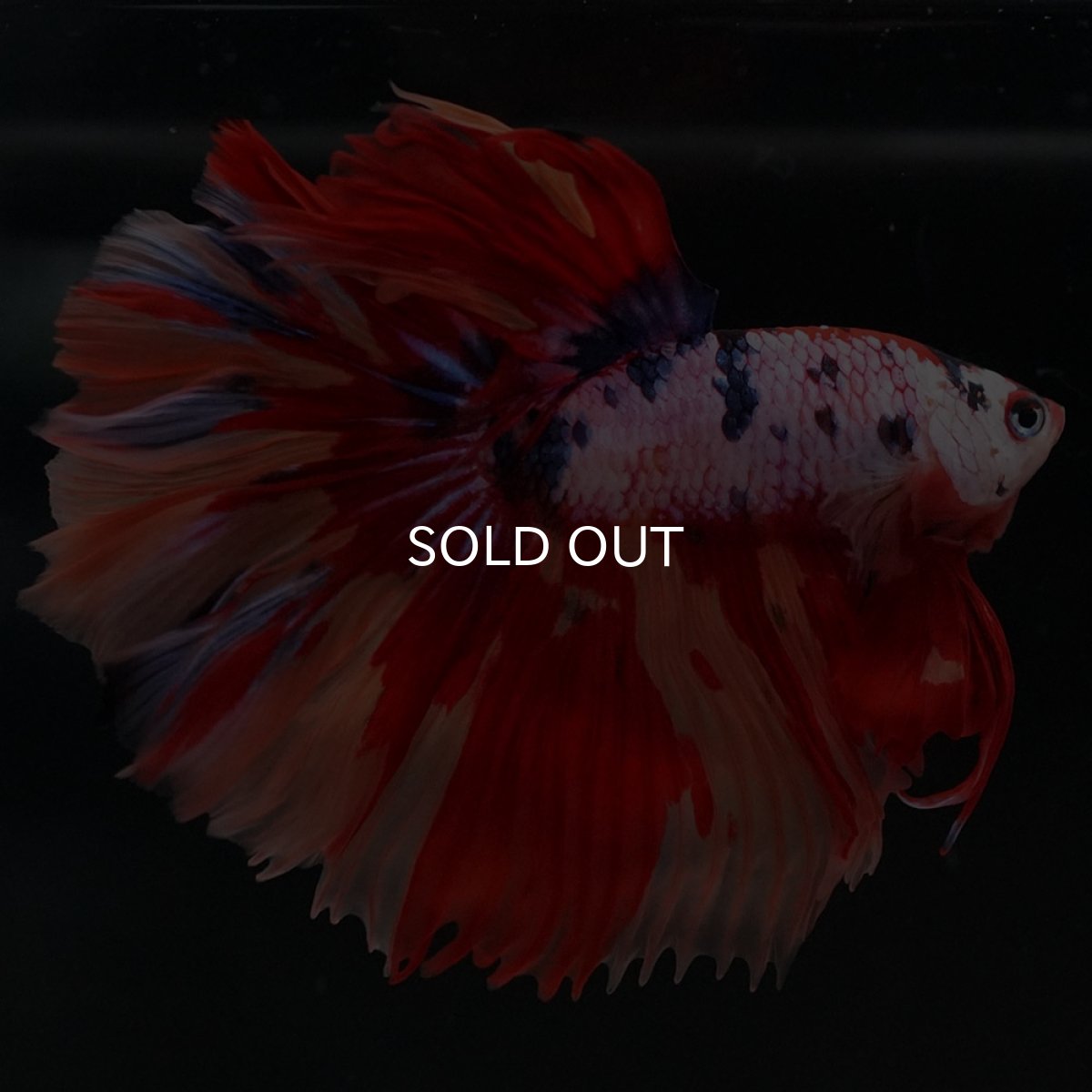 画像4: HM キャンディレインボー (4)