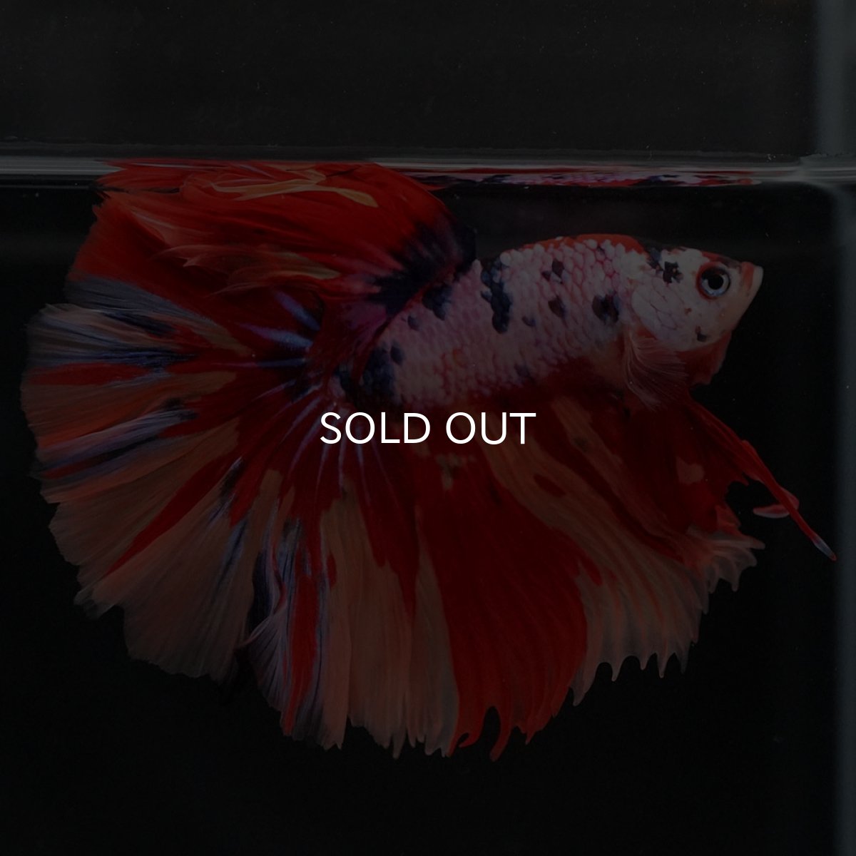 画像6: HM キャンディレインボー (6)