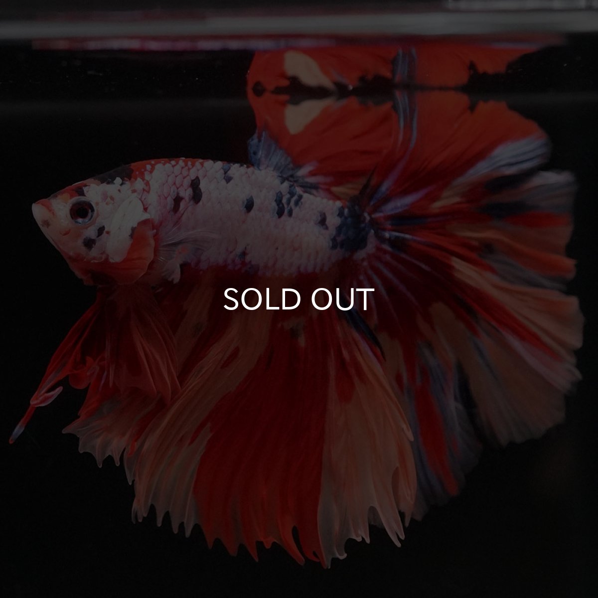 画像3: HM キャンディレインボー (3)