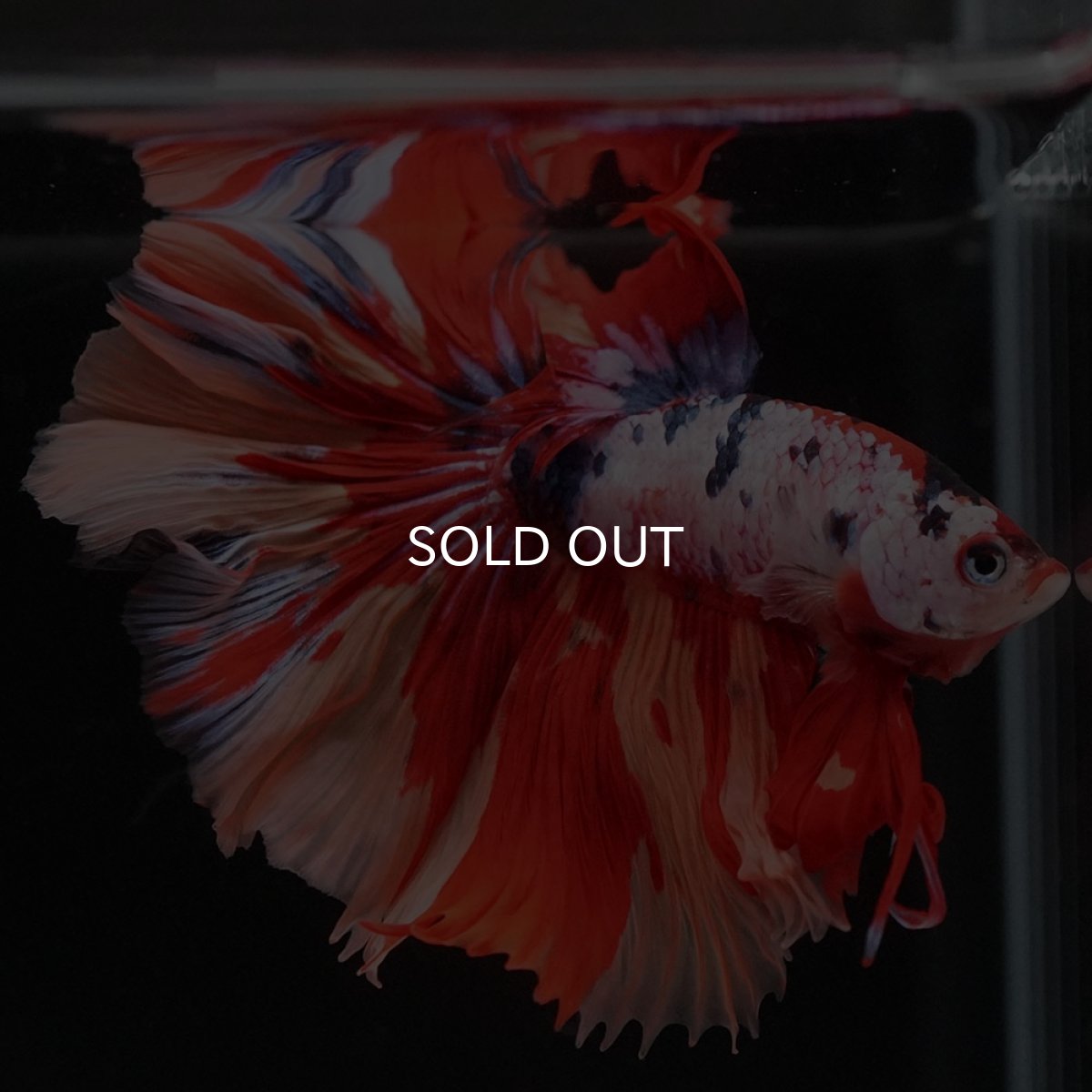 画像2: HM キャンディレインボー (2)