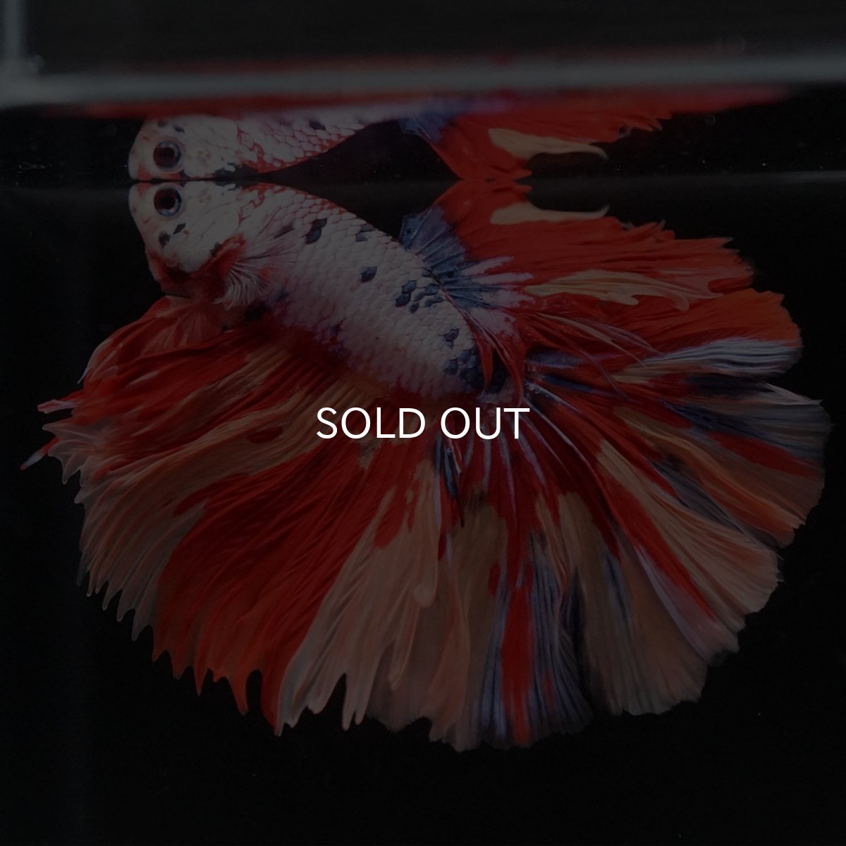 画像5: HM キャンディレインボー (5)