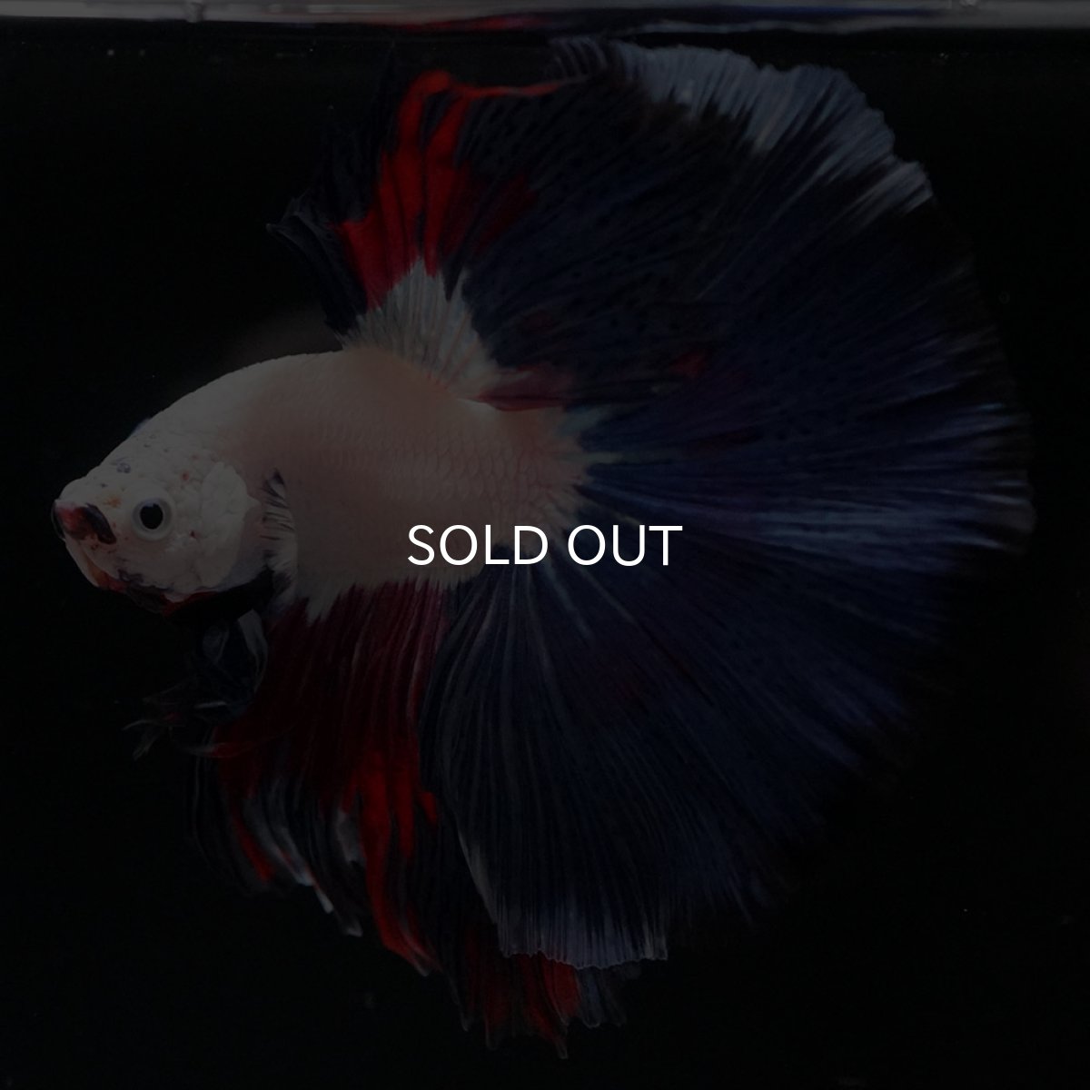 画像6: HM ホワイトファンシー (6)