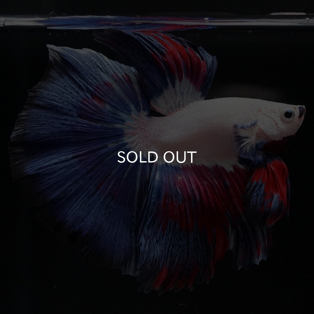 画像8: HM ホワイトファンシー (8)