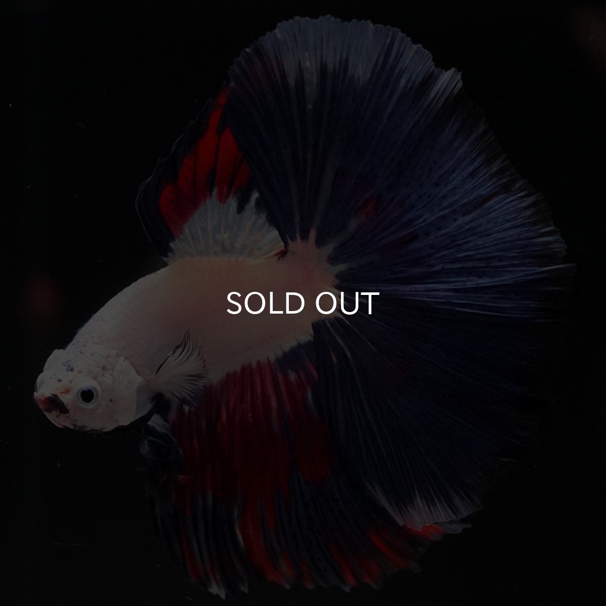 画像4: HM ホワイトファンシー (4)