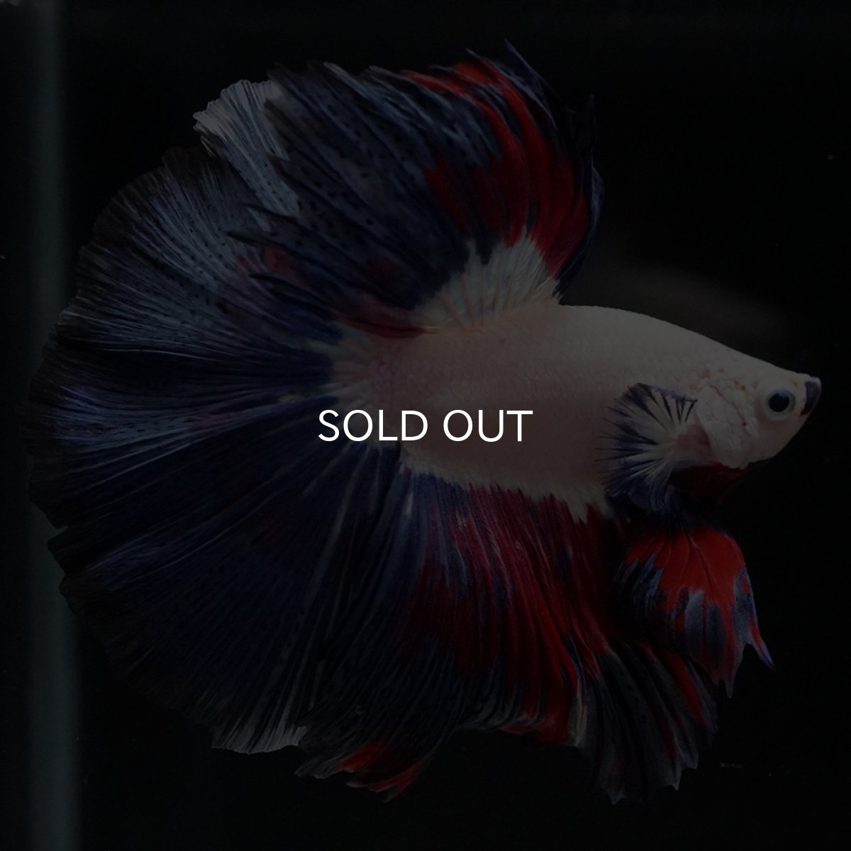 画像7: HM ホワイトファンシー (7)