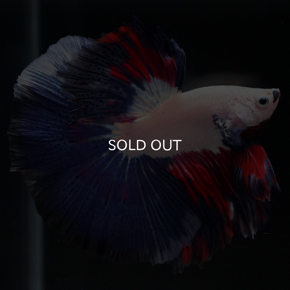 画像5: HM ホワイトファンシー (5)