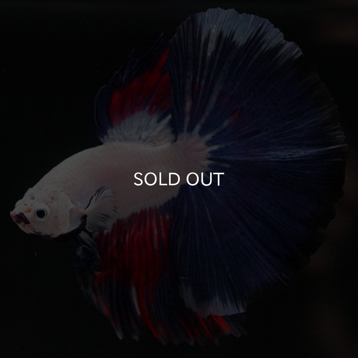 画像2: HM ホワイトファンシー (2)