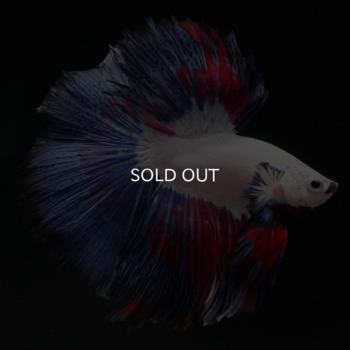 画像3: HM ホワイトファンシー (3)