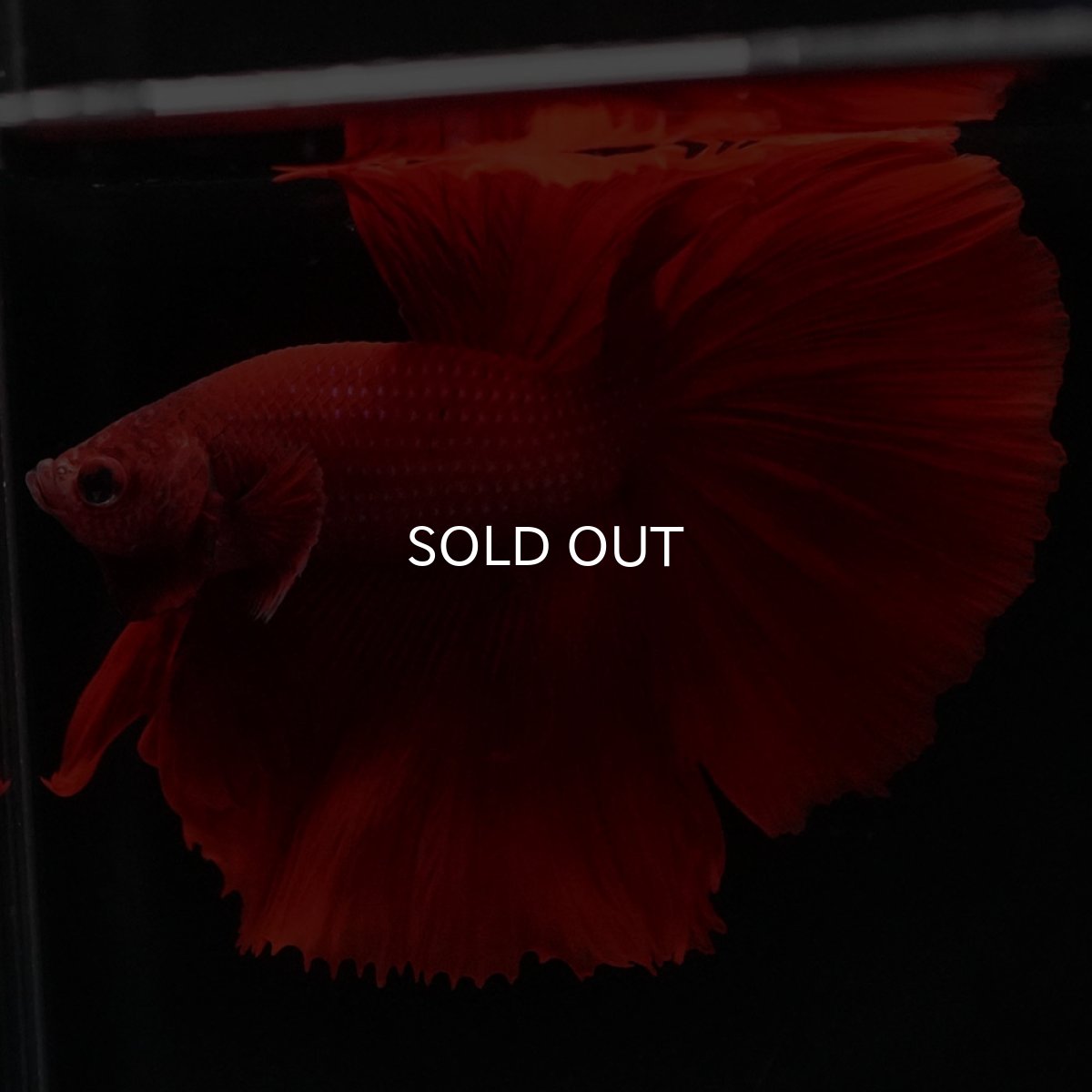 画像8: HM ソリッドレッド (8)