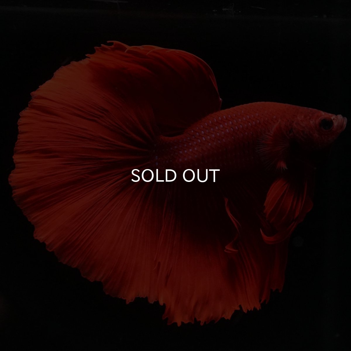 画像9: HM ソリッドレッド (9)