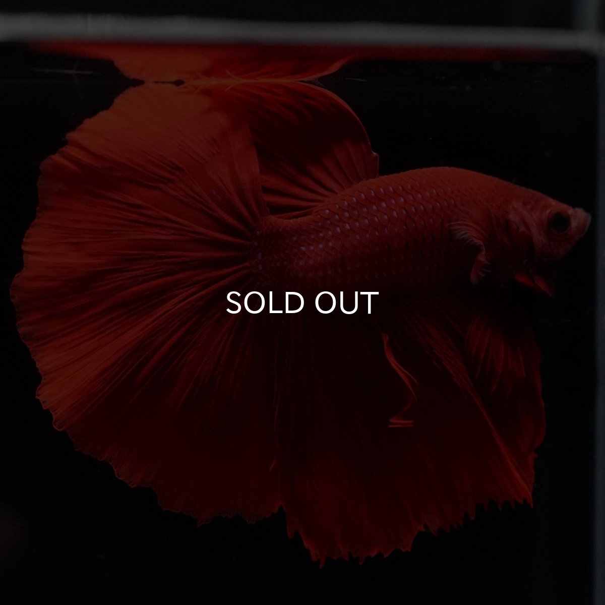 画像7: HM ソリッドレッド (7)