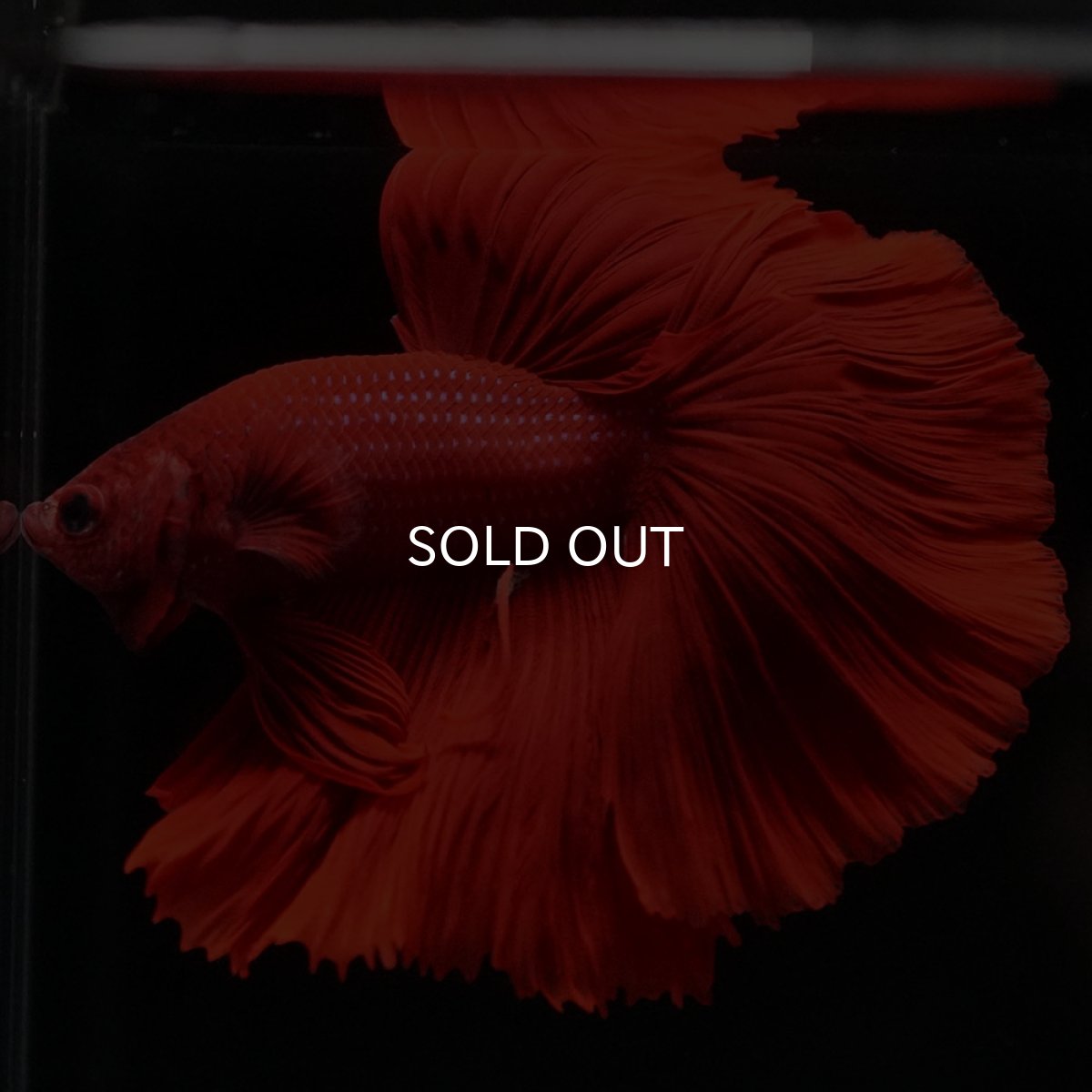 画像6: HM ソリッドレッド (6)