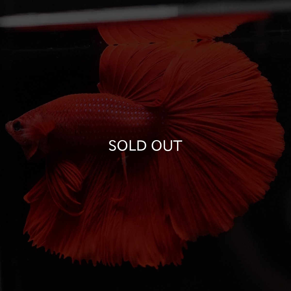 画像4: HM ソリッドレッド (4)