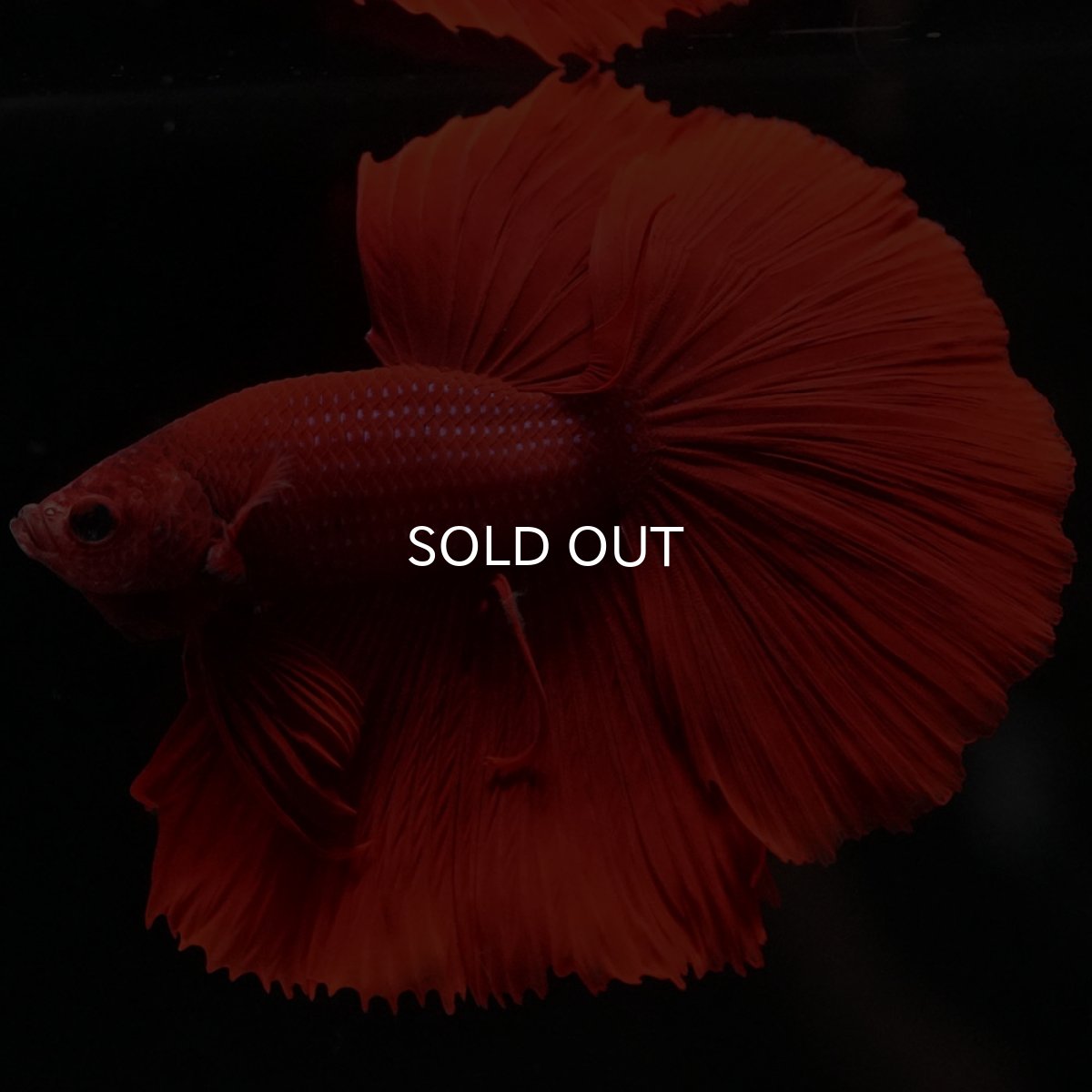 画像2: HM ソリッドレッド (2)