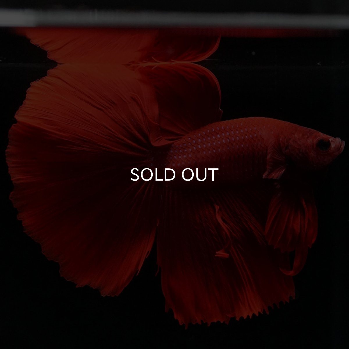 画像5: HM ソリッドレッド (5)