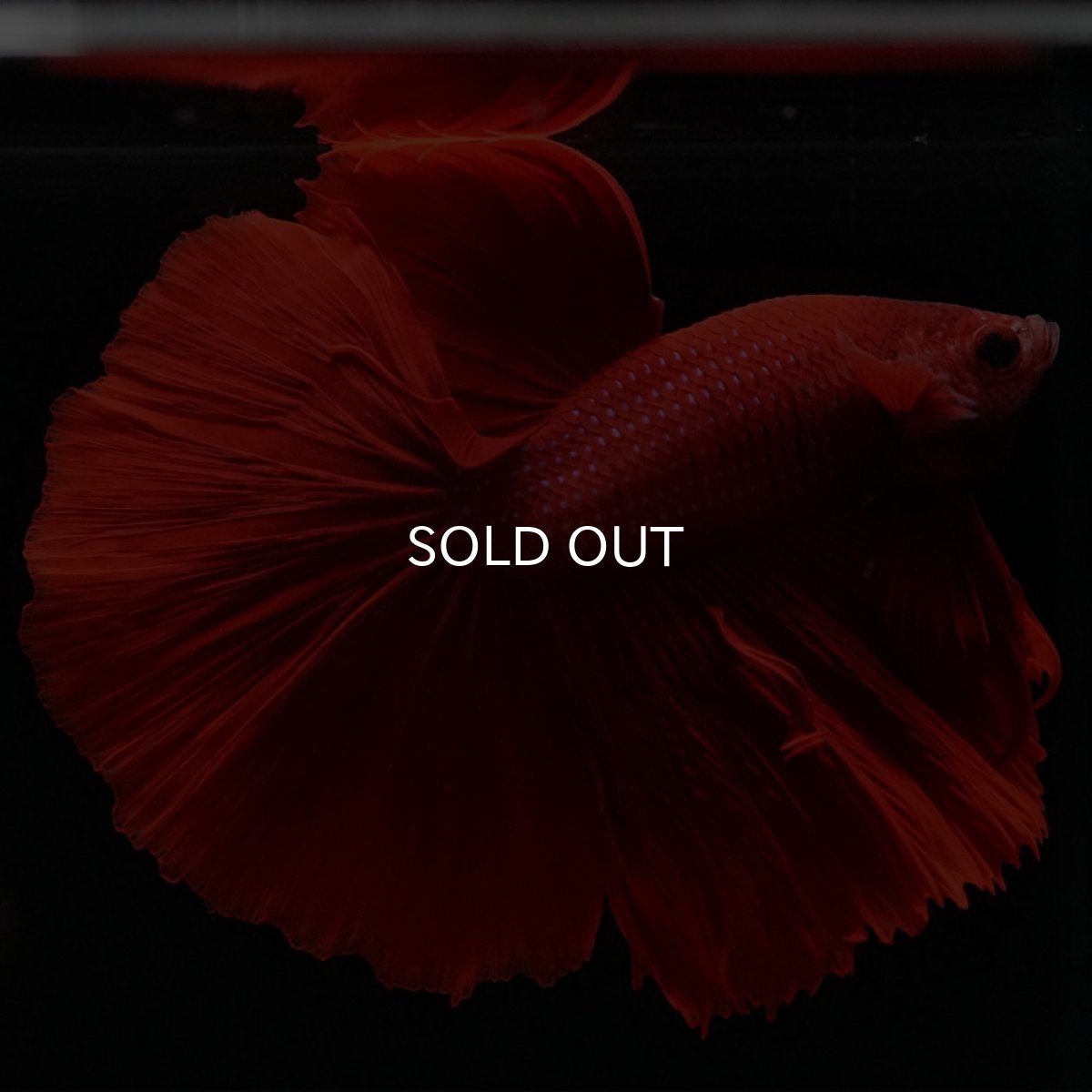 画像3: HM ソリッドレッド (3)