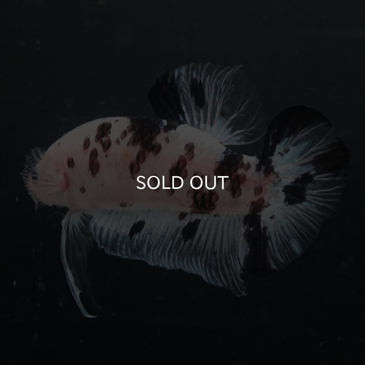 画像15: GHMPK ブラックドットクリアフィン(牛柄) (15)