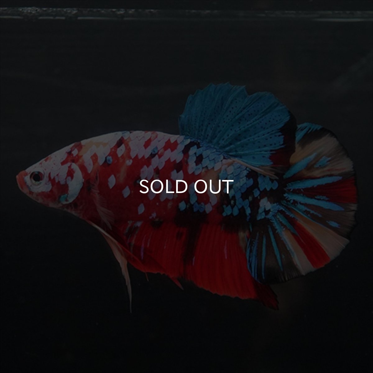 画像5: GHMPK　キャンディギャラクシー (5)