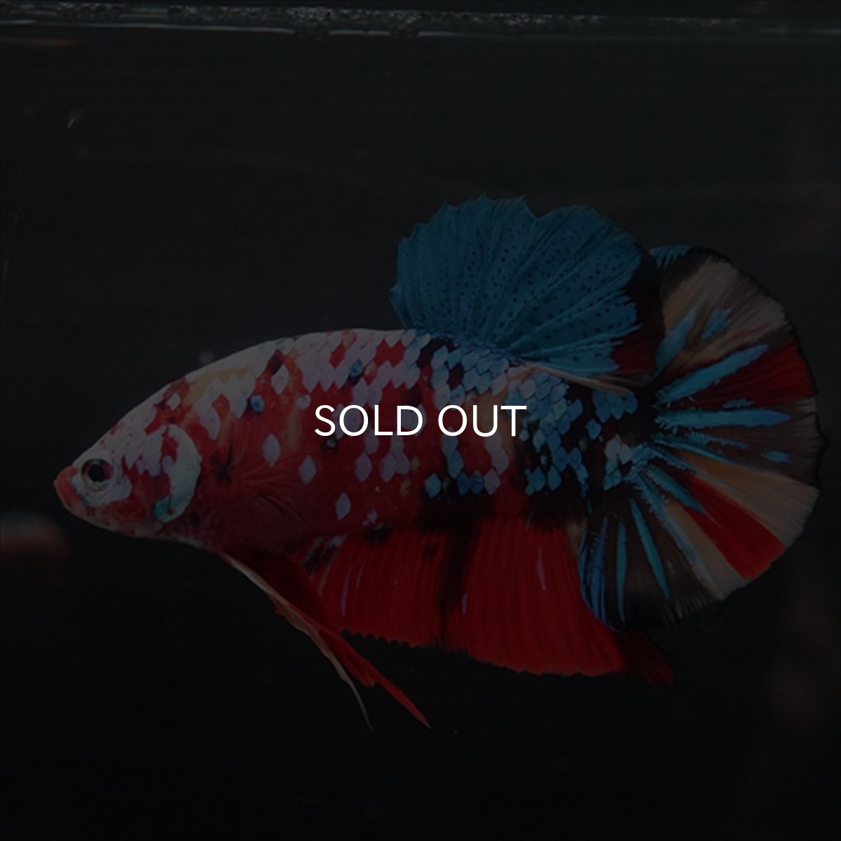 画像27: GHMPK　キャンディギャラクシー (27)