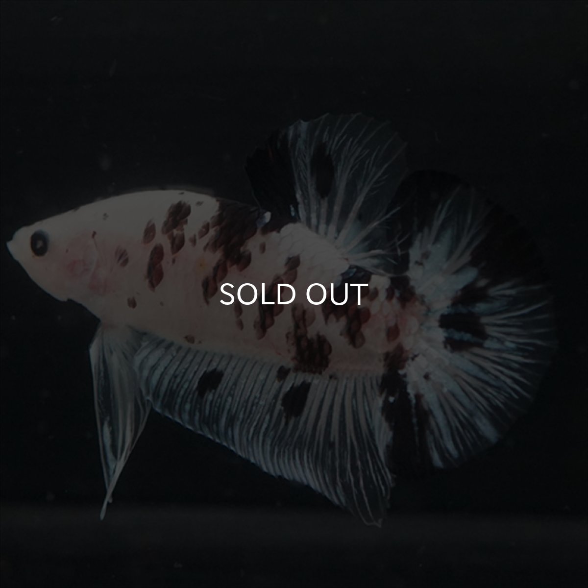 画像14: GHMPK ブラックドットクリアフィン(牛柄) (14)