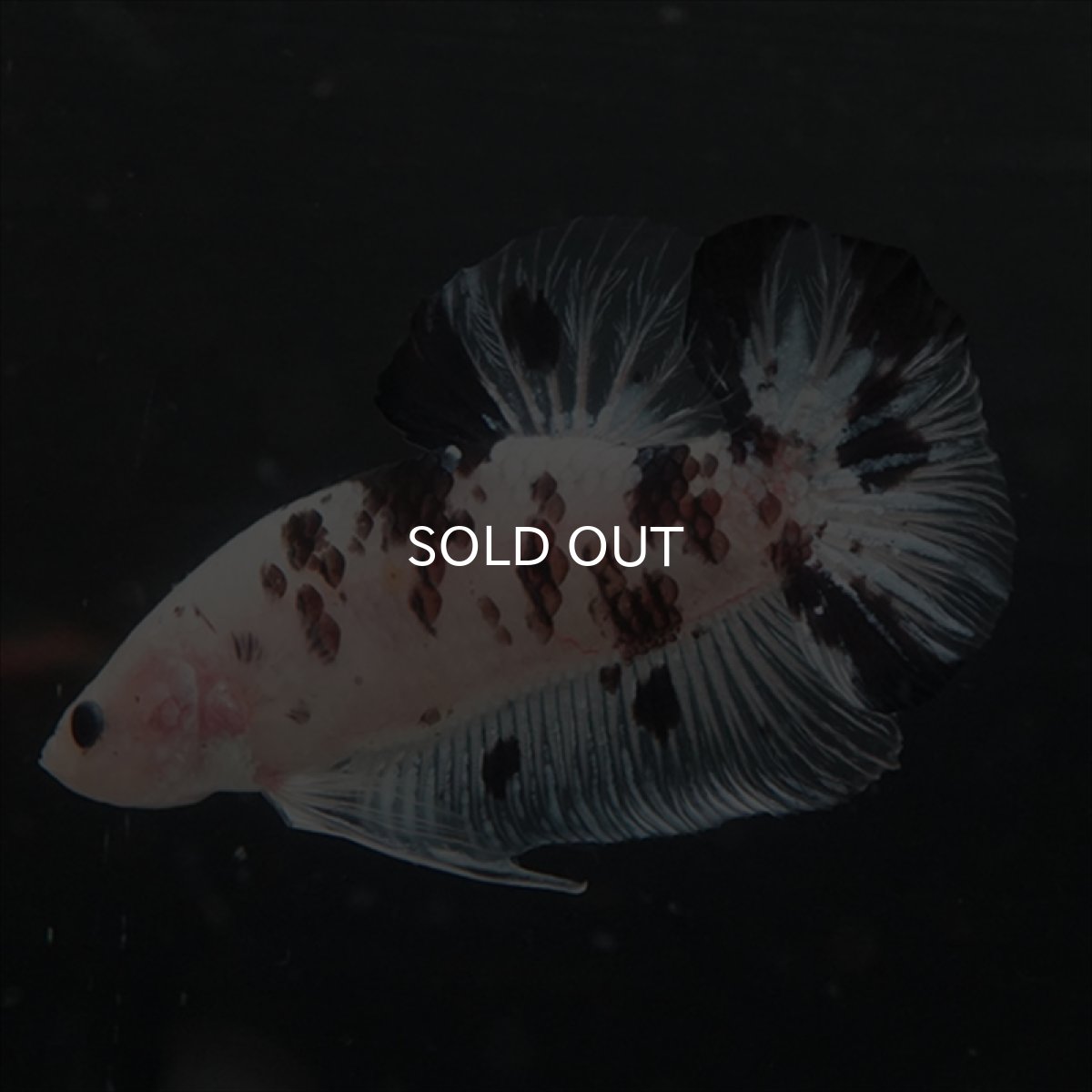 画像13: GHMPK ブラックドットクリアフィン(牛柄) (13)