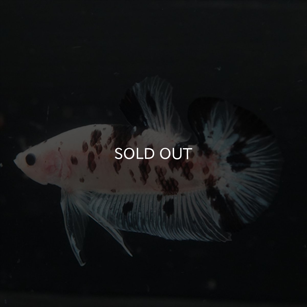 画像12: GHMPK ブラックドットクリアフィン(牛柄) (12)