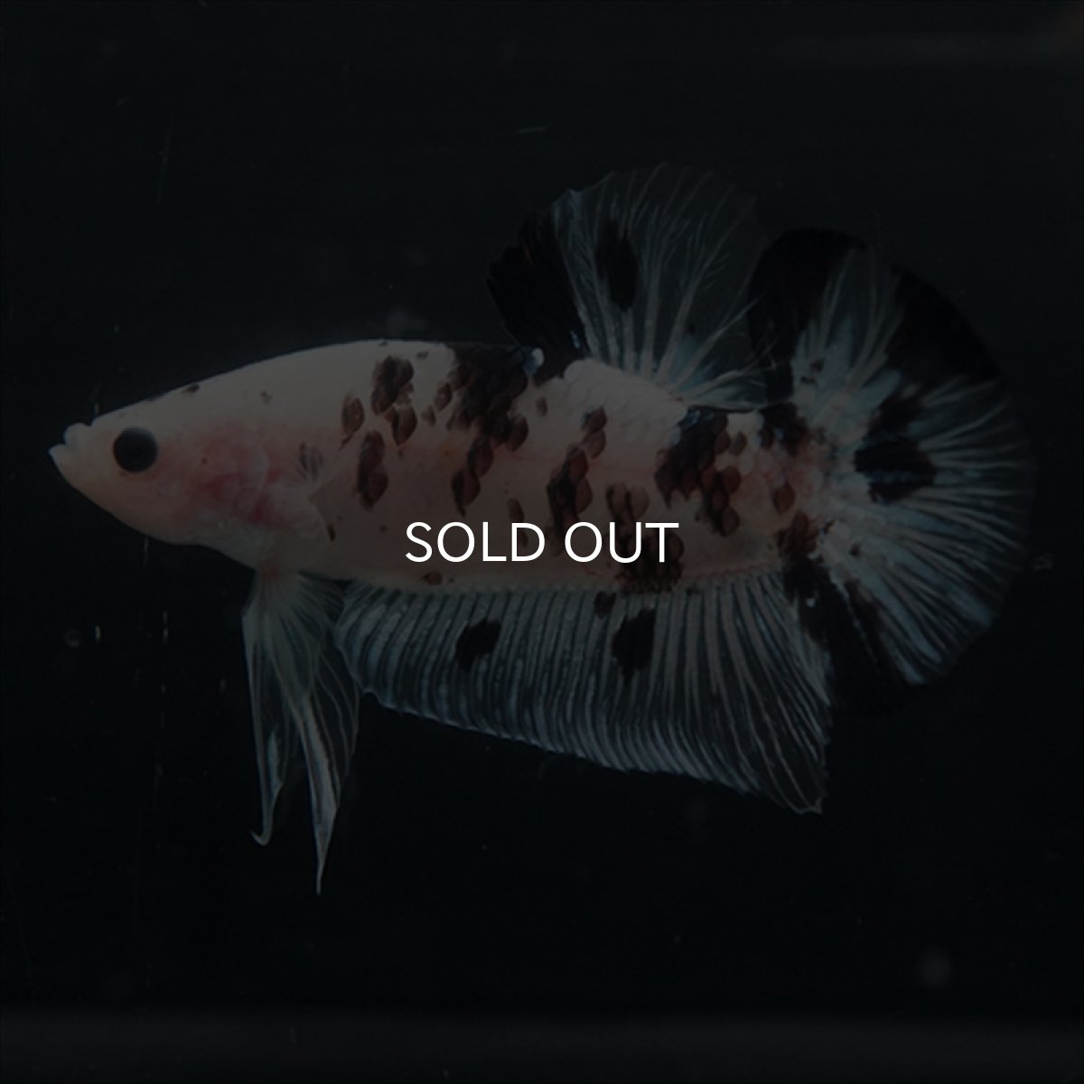 画像11: GHMPK ブラックドットクリアフィン(牛柄) (11)