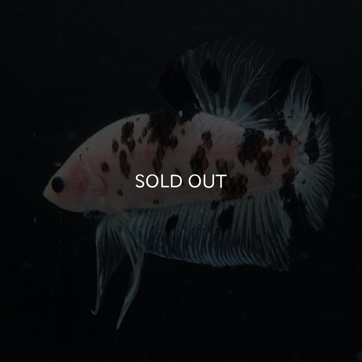 画像10: GHMPK ブラックドットクリアフィン(牛柄) (10)