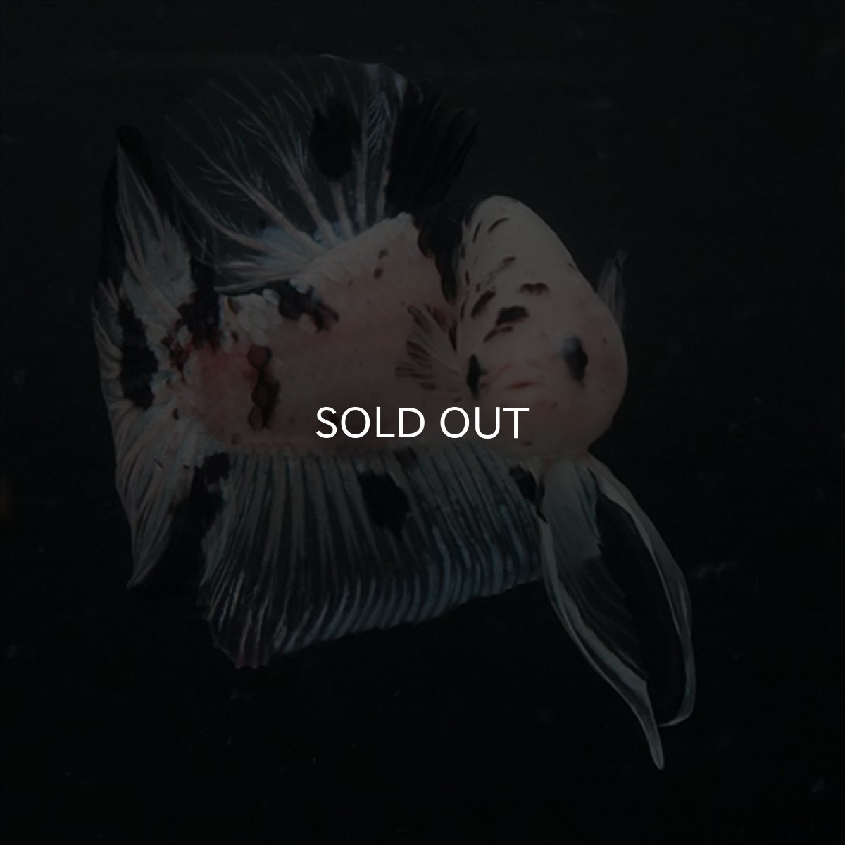 画像8: GHMPK ブラックドットクリアフィン(牛柄) (8)