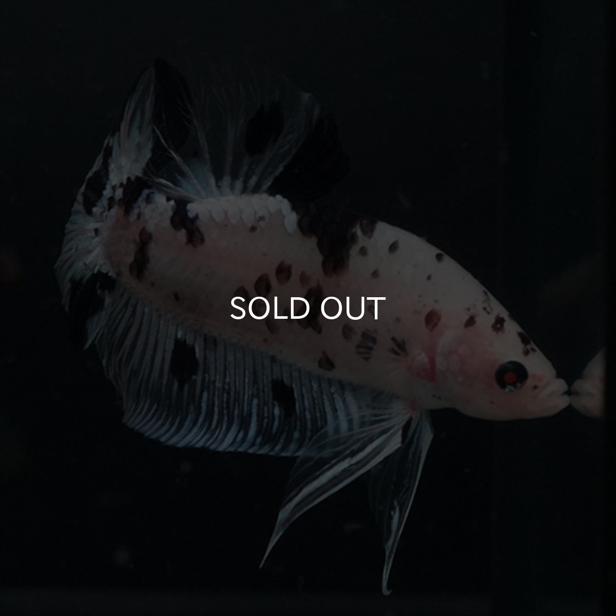 画像7: GHMPK ブラックドットクリアフィン(牛柄) (7)