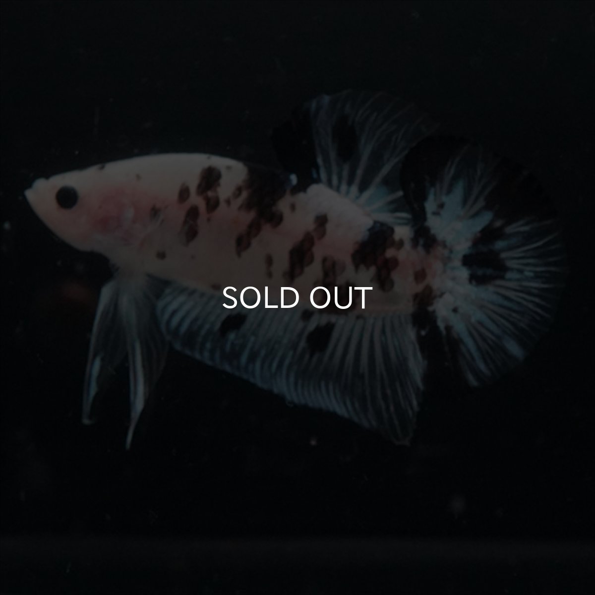 画像4: GHMPK ブラックドットクリアフィン(牛柄) (4)