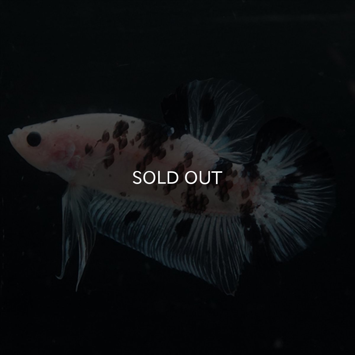 画像6: GHMPK ブラックドットクリアフィン(牛柄) (6)