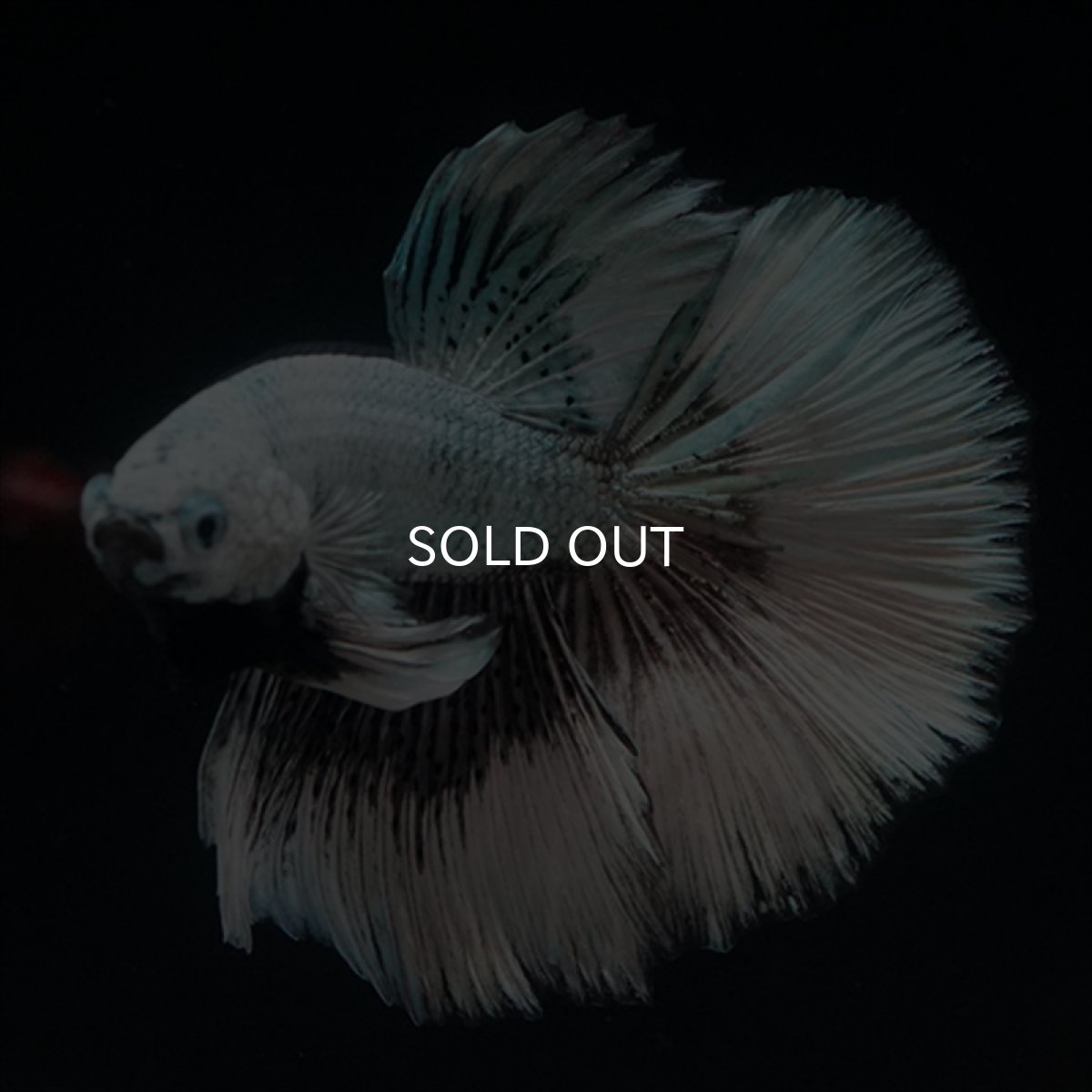 画像6: HM ブラックドラゴン (6)