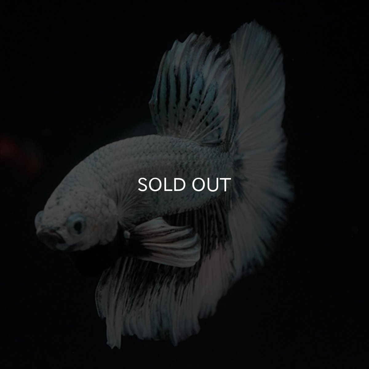 画像5: HM ブラックドラゴン (5)