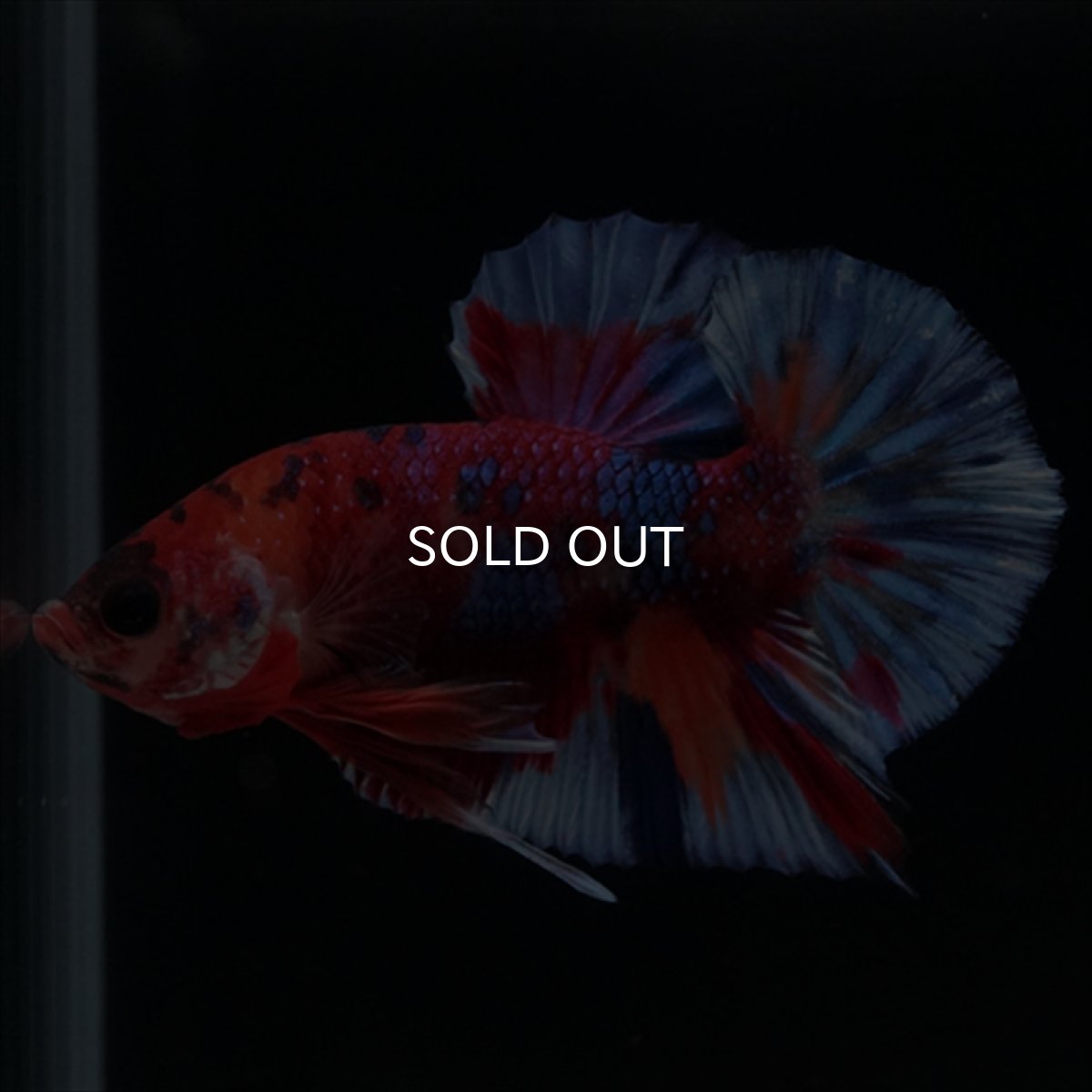 画像17: HMPK　キャンディギャラクシー (17)