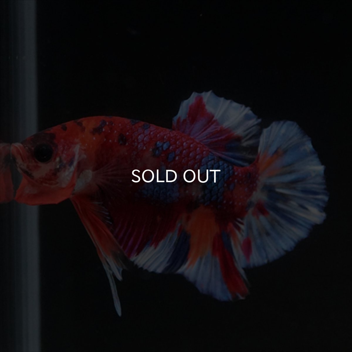 画像16: HMPK　キャンディギャラクシー (16)