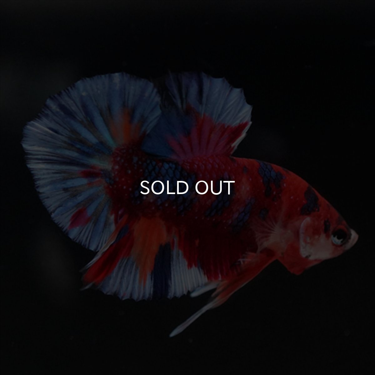 画像12: HMPK　キャンディギャラクシー (12)