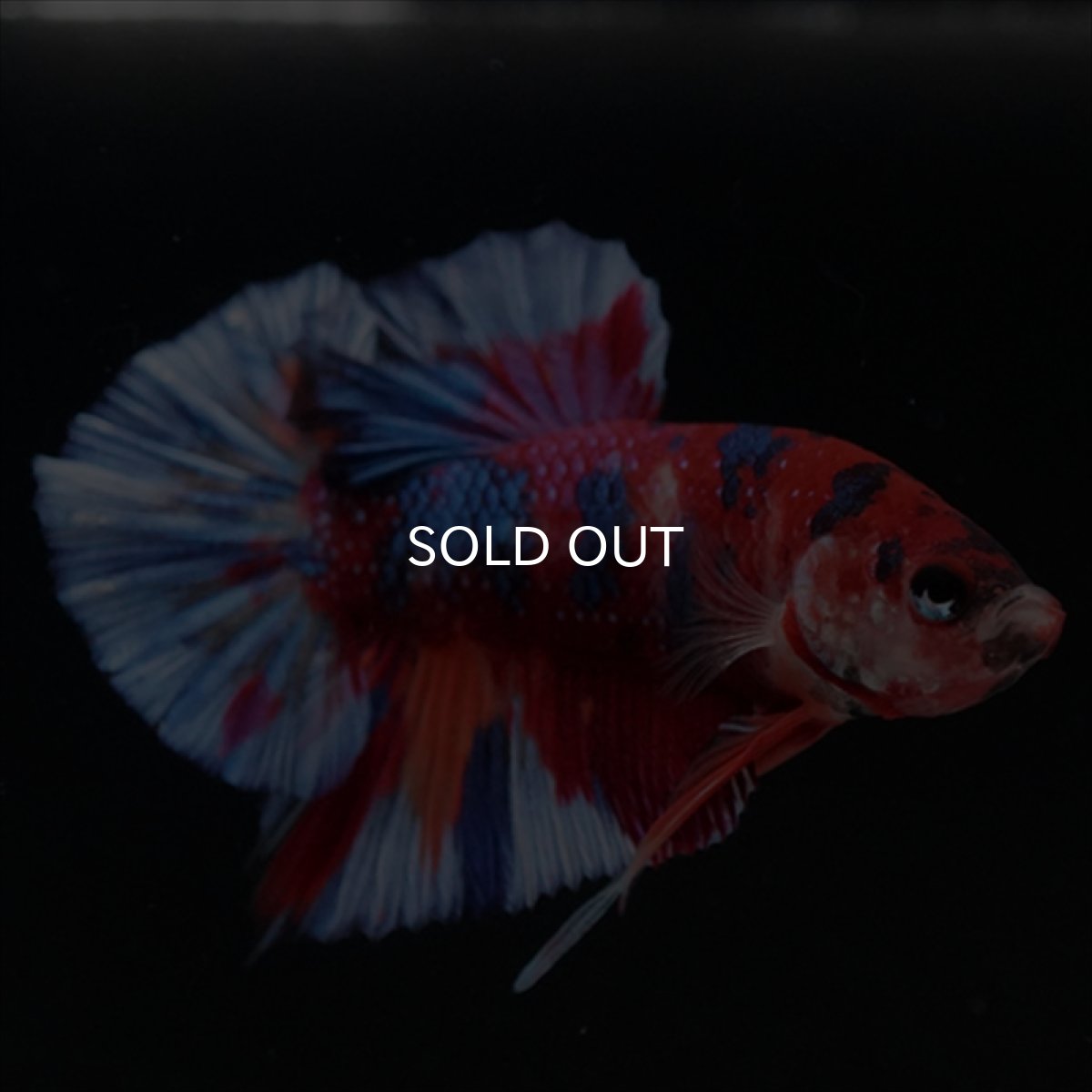 画像10: HMPK　キャンディギャラクシー (10)