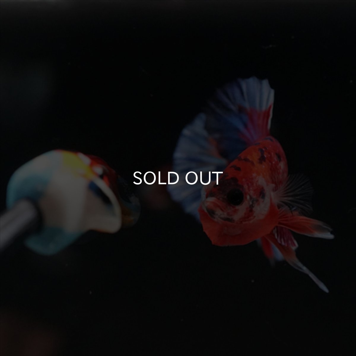 画像3: HMPK　キャンディギャラクシー (3)