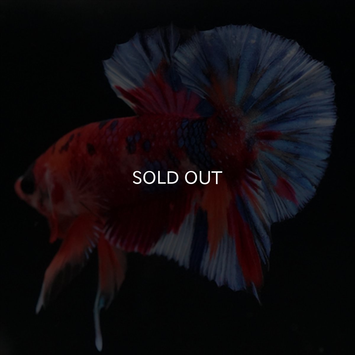 画像4: HMPK　キャンディギャラクシー (4)