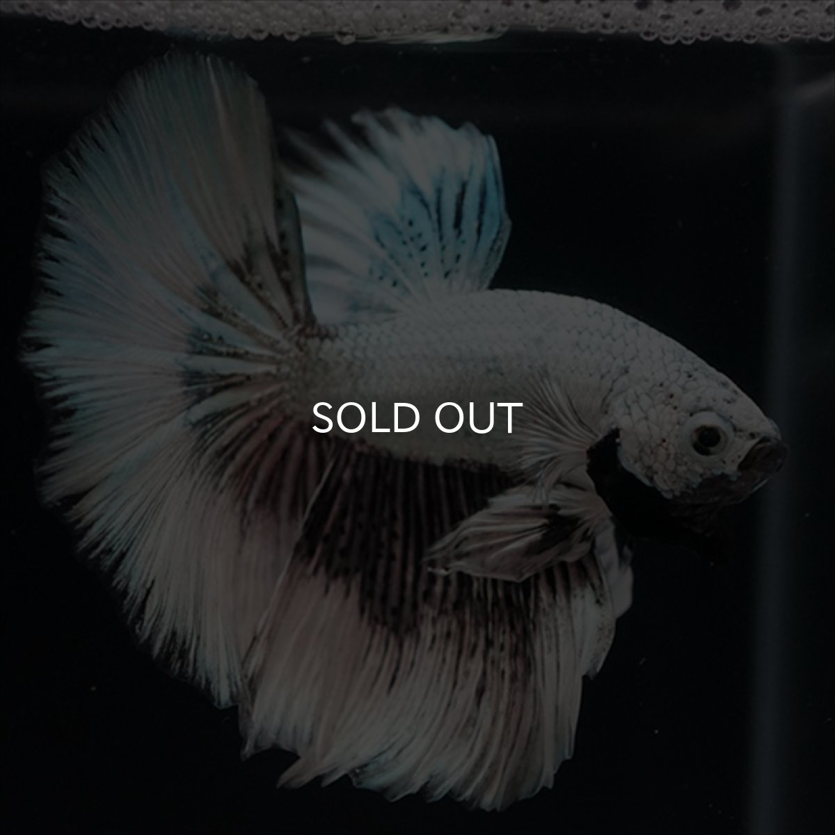 画像3: HM ブラックドラゴン (3)