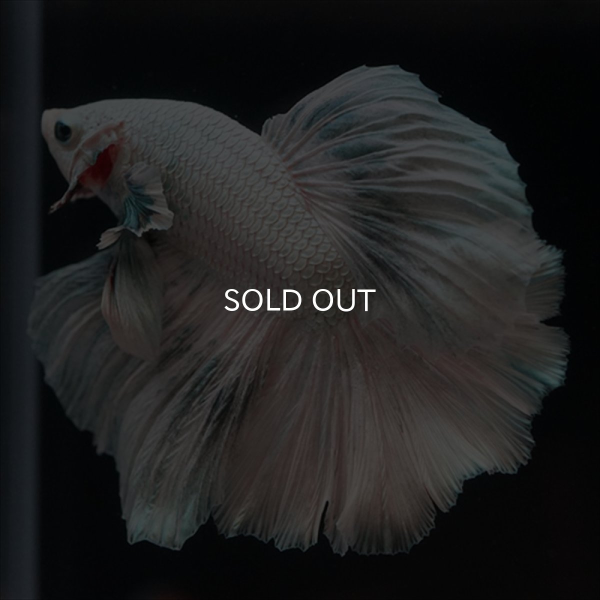 画像2: HM ホワイトカッパー (2)